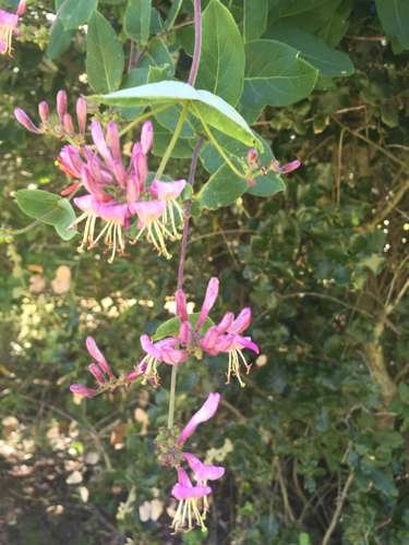 Lonicera - kuva 5
