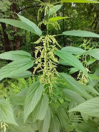 Urtica dioica - kuva 1