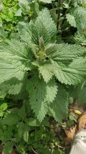 Urtica dioica - kuva 2