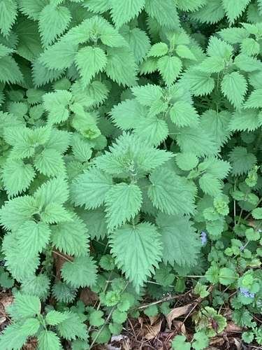 Urtica dioica - kuva 3