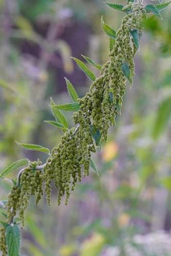 Urtica dioica - kuva 4