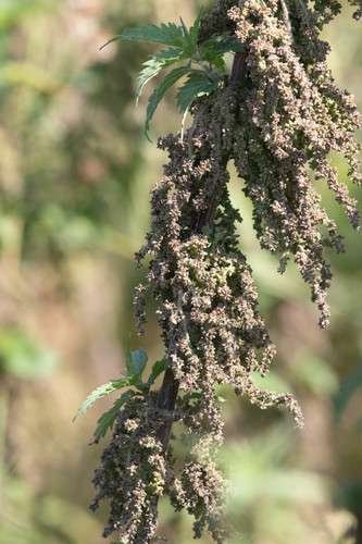 Urtica dioica - kuva 5