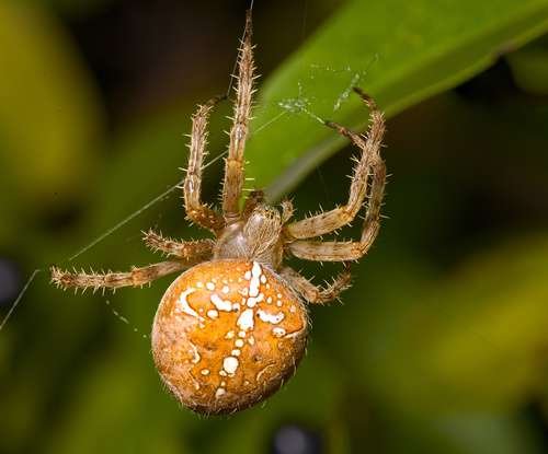 Araneus diadematus - kuva 1