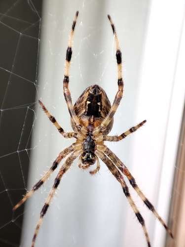 Araneus diadematus - kuva 2