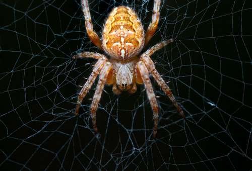 Araneus diadematus - kuva 3