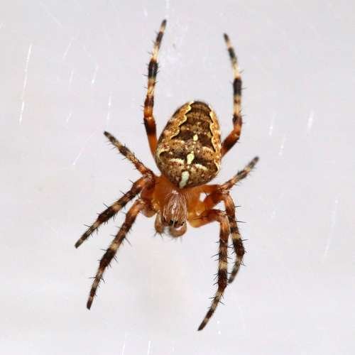 Araneus diadematus - kuva 4