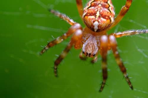 Araneus diadematus - kuva 5