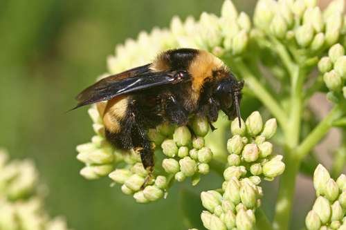 Bombus - kuva 1