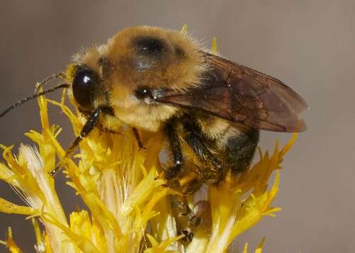 Bombus - kuva 2