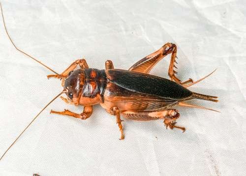 Gryllidae - kuva 1