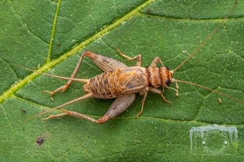 Gryllidae - kuva 2