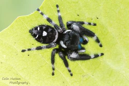 Phidippus audax - kuva 1