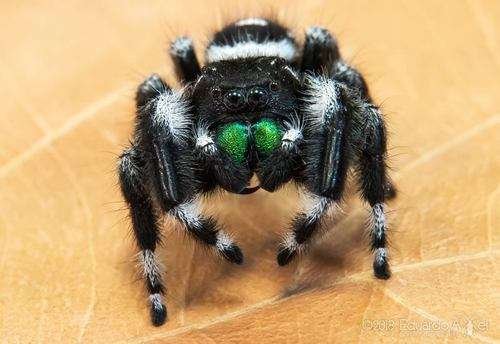 Phidippus audax - kuva 2