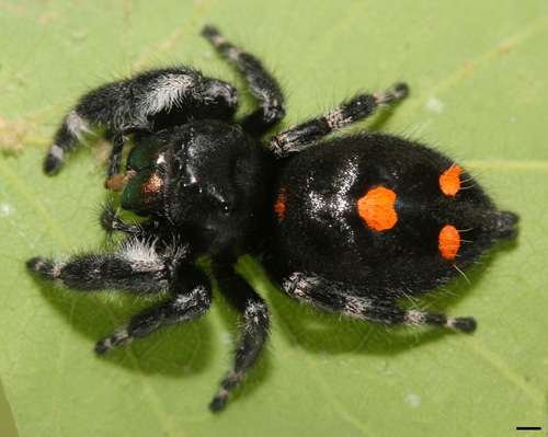 Phidippus audax - kuva 3