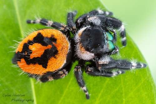 Phidippus audax - kuva 4