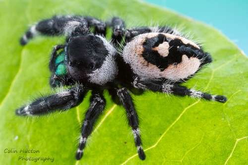 Phidippus audax - kuva 5