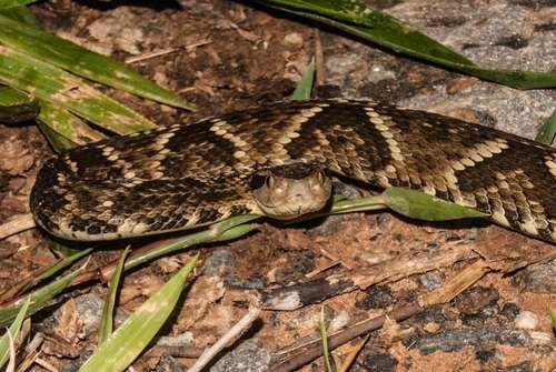 Bothrops jararaca - kuva 1