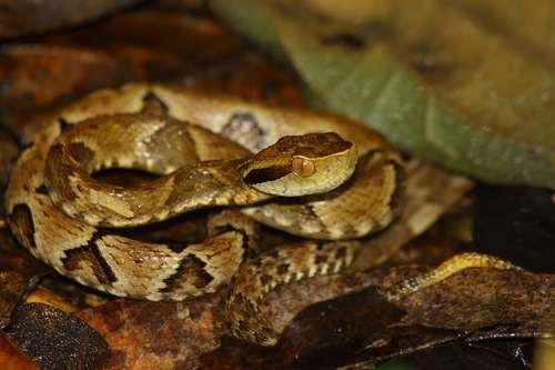 Bothrops jararaca - kuva 2