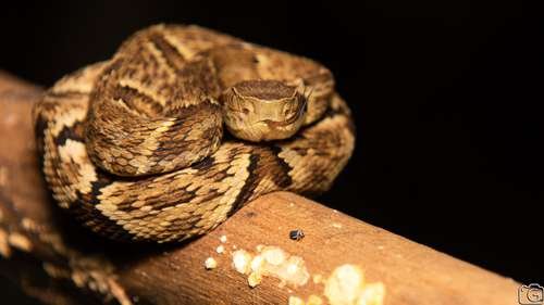 Bothrops jararaca - kuva 3