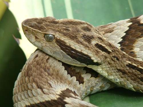 Bothrops jararaca - kuva 4