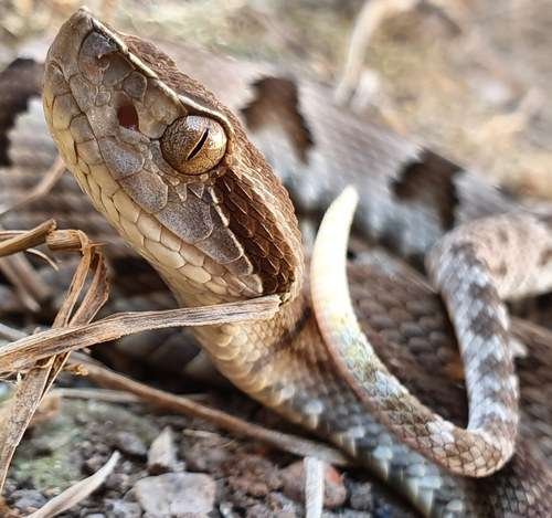 Bothrops jararaca - kuva 5