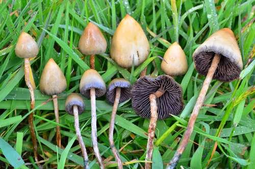 Psilocybe semilanceata - kuva 1