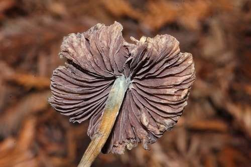Psilocybe semilanceata - kuva 3