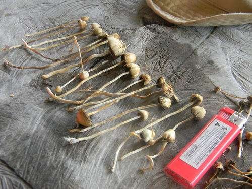 Psilocybe semilanceata - kuva 5