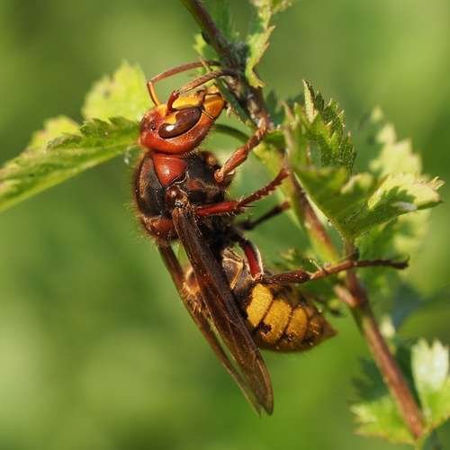 Vespa crabro - kuva 1