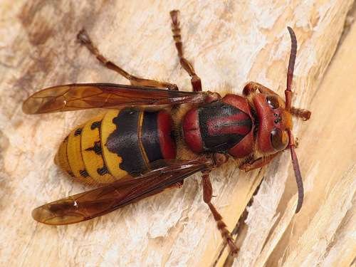 Vespa crabro - kuva 2