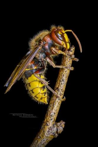 Vespa crabro - kuva 3