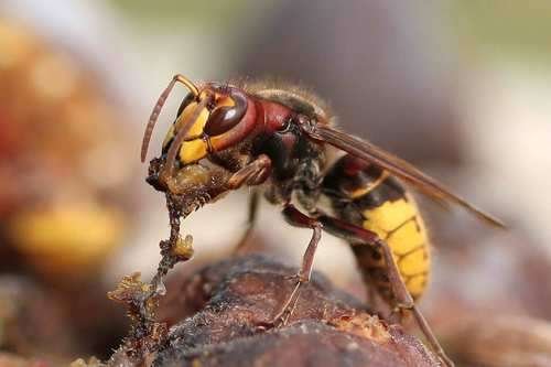 Vespa crabro - kuva 4