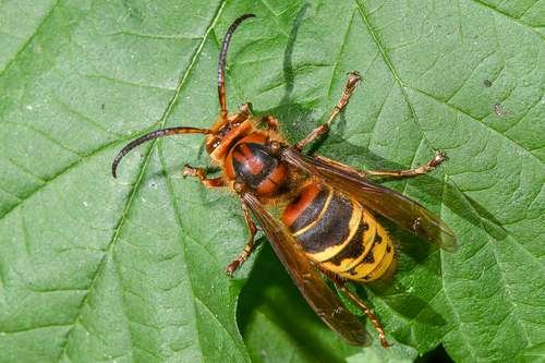 Vespa crabro - kuva 5
