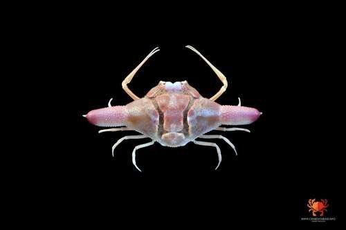 Ixa cylindrus - kuva 1