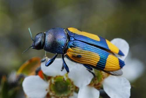 Buprestidae - kuva 1