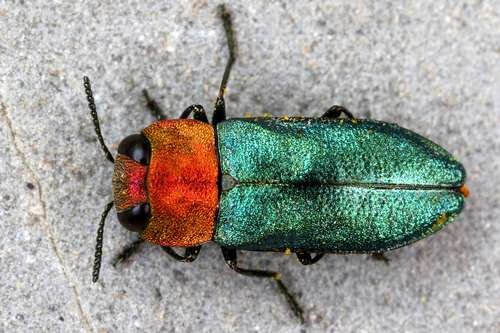 Buprestidae - kuva 2