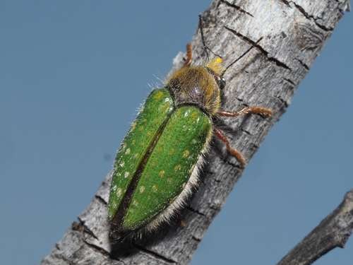Buprestidae - kuva 3