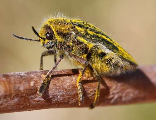 Buprestidae - kuva 5
