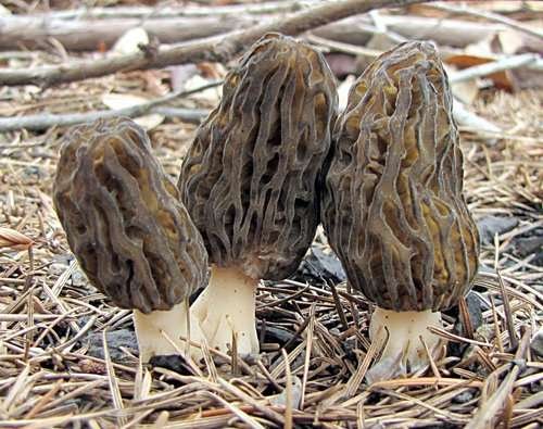 Morchella - kuva 2