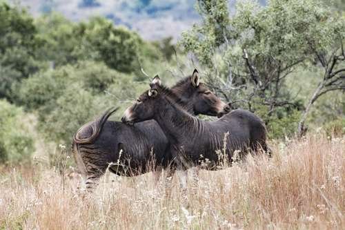 Equus asinus × quagga - kuva 2