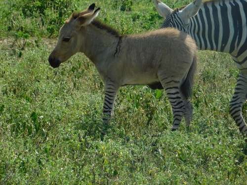 Equus asinus × quagga - kuva 3