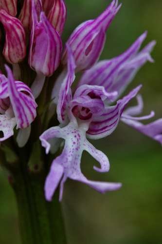 Orchis italica - kuva 1