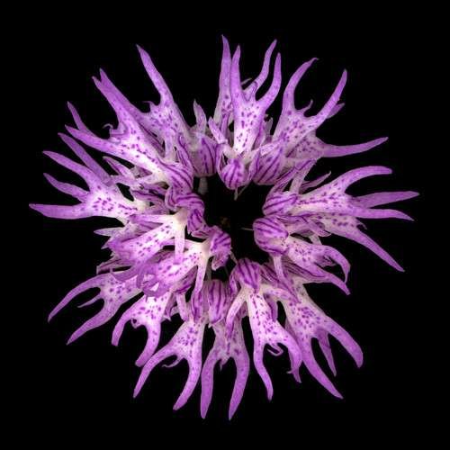 Orchis italica - kuva 2