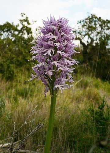 Orchis italica - kuva 3