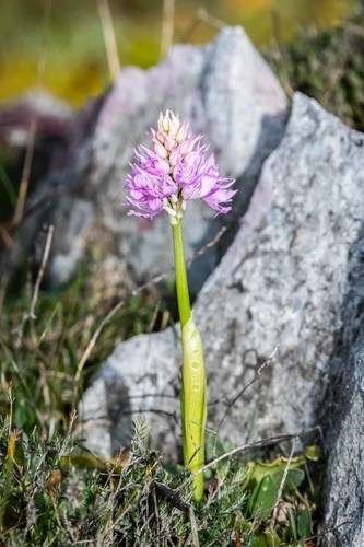 Orchis italica - kuva 4