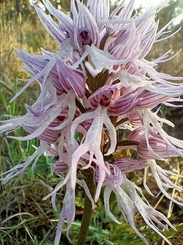 Orchis italica - kuva 5