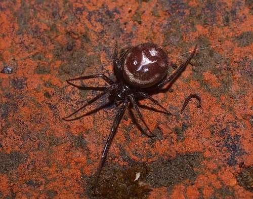 Steatoda grossa - kuva 1