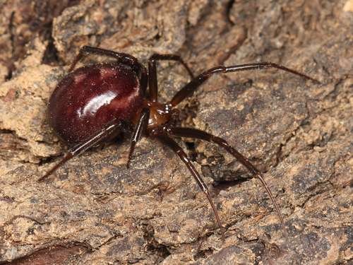Steatoda grossa - kuva 2
