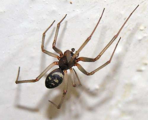 Steatoda grossa - kuva 3