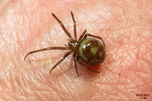 Steatoda grossa - kuva 4